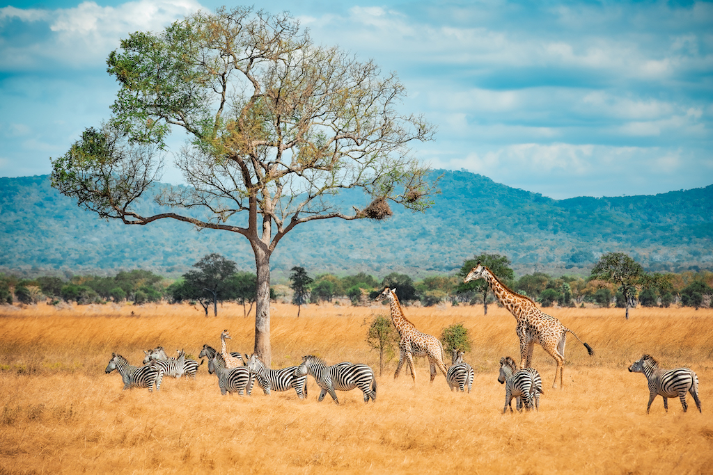 How to Plan Your Travel When Visiting Tanzania: Tips from Savannah Tours