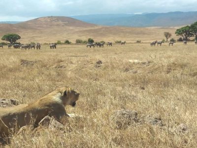 AUG-Serengeti-Lion5-Ewa