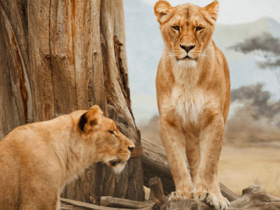 LIONS