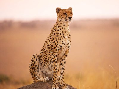 a-beautiful-botswana-wildlife-in-picture-of-world-2026-01-08-02-30-39-utc