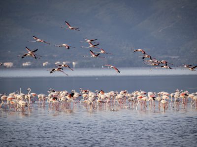 a-flock-of-flamingos-in-izmir-bird-sanctuary-2024-11-20-16-30-32-utc.jpg