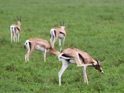 a-group-of-grant-s-gazelles-in-the-serengeti-natio-2026-01-09-14-10-15-utc