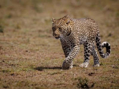 a-leopard-in-the-maasai-mara-africa-2026-01-08-06-41-11-utc