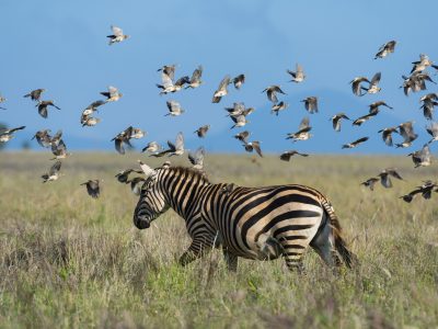 A zebra amidst a flurry of birds taking flight over the savanna.