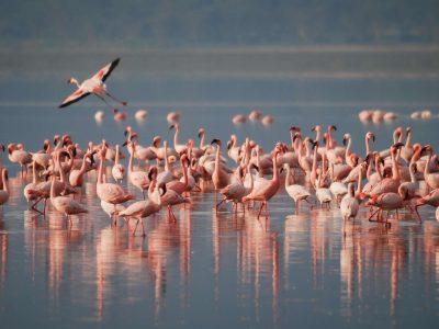 birds-1099071_1920