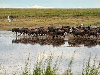buffaloes-drinking-water-of-a-lake-in-the-savanna-2025-03-07-07-41-13-utc.jpg