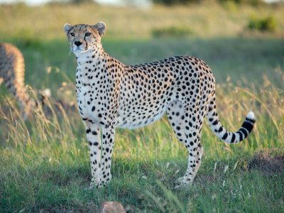 Close-up portrait of a cheetah on a background of savanna
