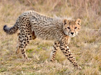 cheetah-7277665-1-scaled.jpg