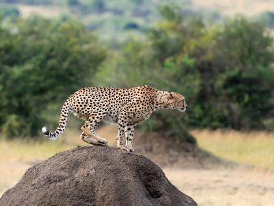 cheetah-on-savannah-in-africa-2025-03-25-23-05-59-utc-scaled-e1756986810318.jpg