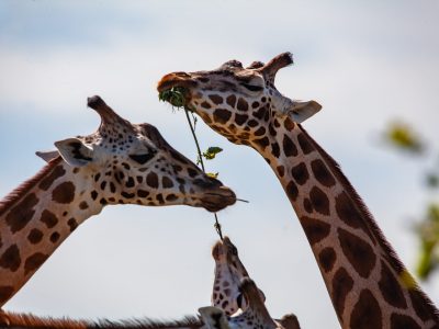 giraffe-4366005-scaled.jpg