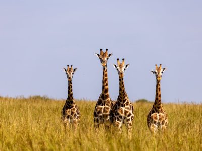 giraffes-7708391-scaled.jpg