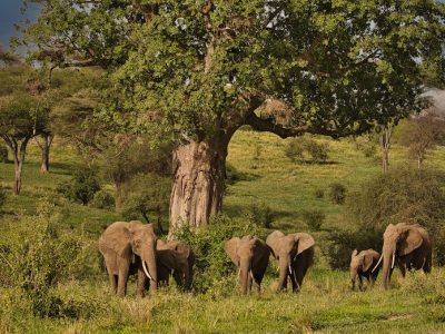 group-of-african-elephants-walking-together-in-the-2025-02-03-05-33-26-utc.jpeg