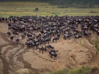 A group of buffalos in Masai Mara, Kenya