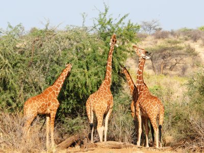 group-of-giraffes-eating-trees-2025-01-15-14-38-49-utc-1.jpg