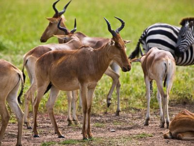 hartebeest-antelopes-in-the-serengeti-national-par-2026-01-09-14-12-50-utc