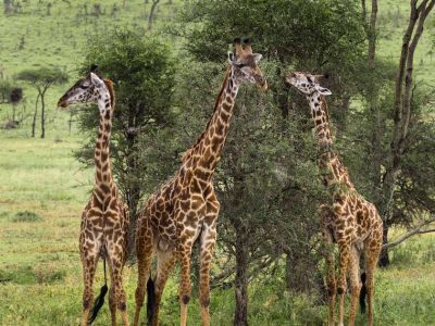 herd-of-giraffe-serengeti-tanzania-africa-2023-11-27-05-28-21-utc-1.jpg