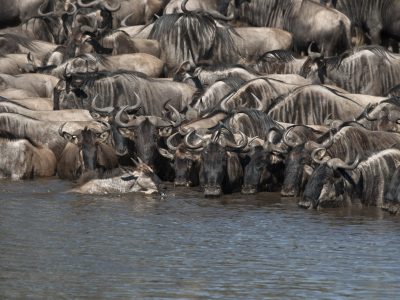 Herds of wildebeest at the Serengeti National Park, Tanzania, Africa