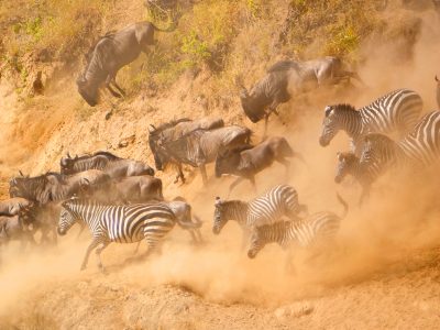 High angle view of herd of of wildebeest and zebras running down a dusty slope.