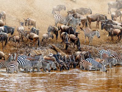 African safari great wildebeest and zebra migration scene at the Mara River in Kenya