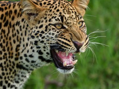 leopard-7235632-scaled.jpg