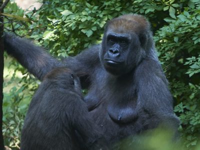 western-lowland-gorilla-gorilla-gorilla-gorilla-2025-02-11-14-53-14-utc-scaled.jpg