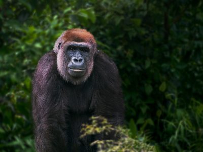 western-lowland-gorilla-gorilla-gorilla-gorilla-2025-03-25-03-15-00-utc-scaled.jpg