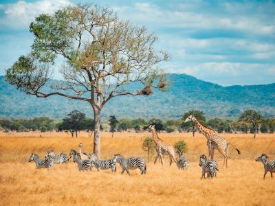 Wild Giraffes and zebras together in the savanna