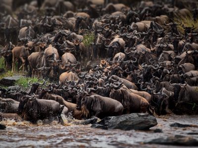The wildebeest herd in Masai Mara, Kenya during daylight
