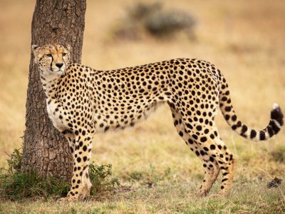 Cheetah stands by tree on grassy plain